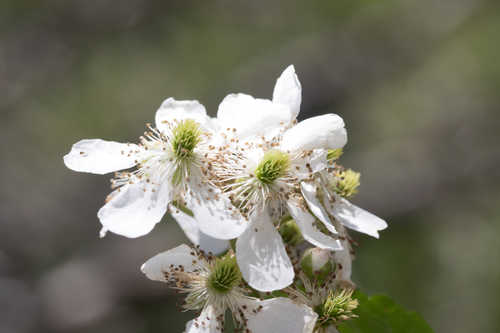 Rubus flagellaris #3
